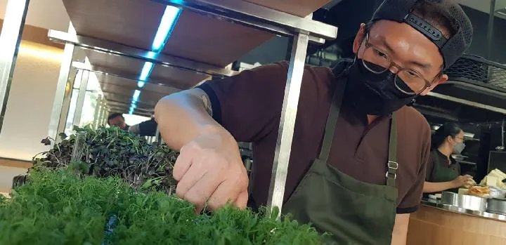Bisnis Mikrogreen: Membudidayakan Sayuran Organik dalam Ruang Terbatas